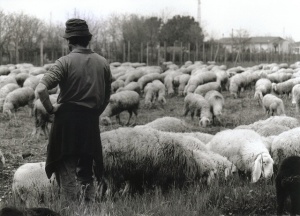 shepherd2